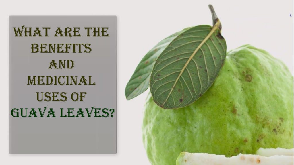 What Are The Benefits And Medicinal Uses Of Guava Leaves? | 247HealthBlog